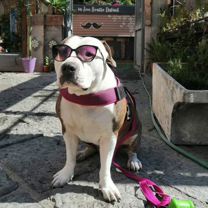 Ambiente family e pet friendly da FIRST